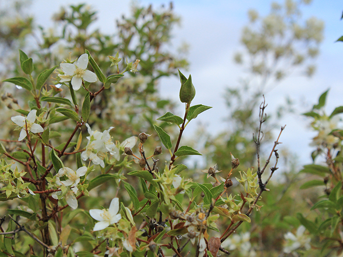 Flowering plant